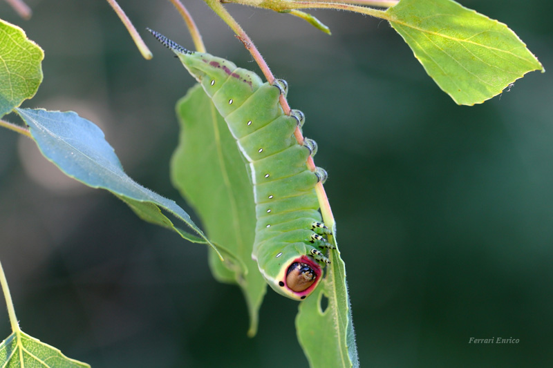 Cerura vinula!